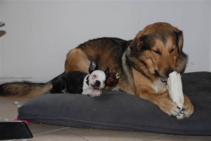 Boston terrier Sille billede 9