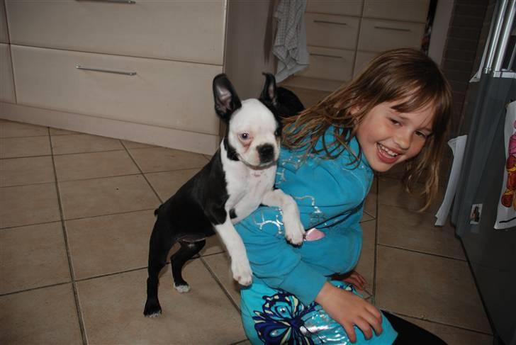 Boston terrier Sille billede 10