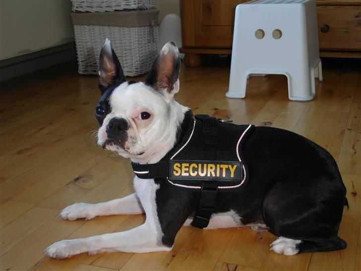 Boston terrier Ozzy billede 9