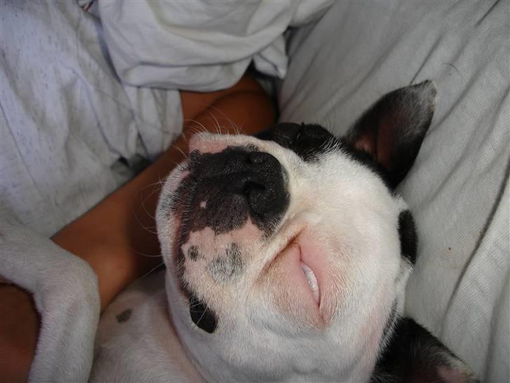 Boston terrier Ozzy billede 10