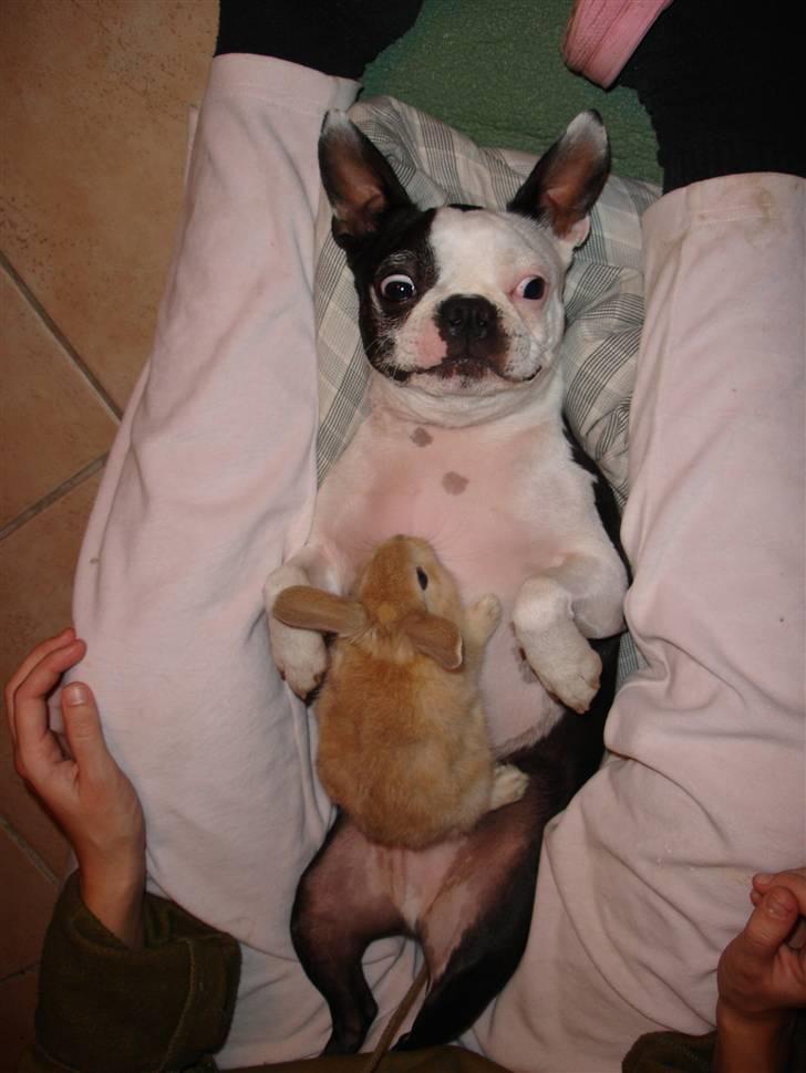 Boston terrier Ozzy billede 11