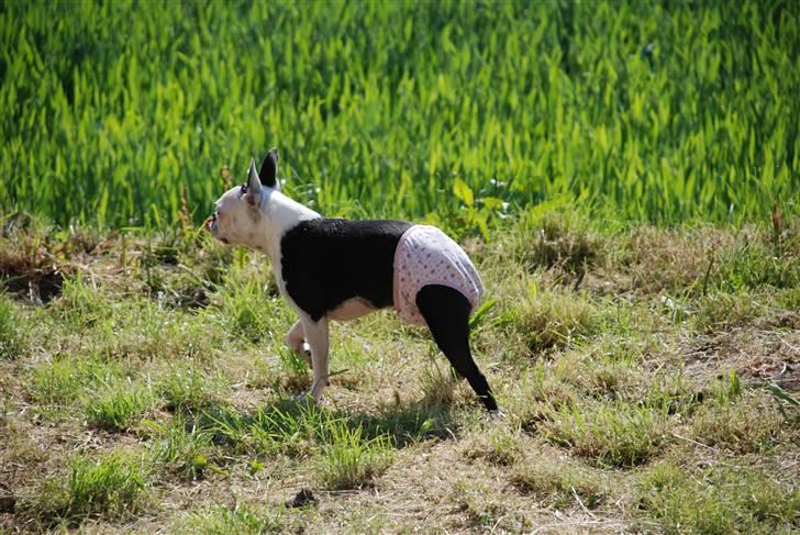 Boston terrier Ozzy billede 12