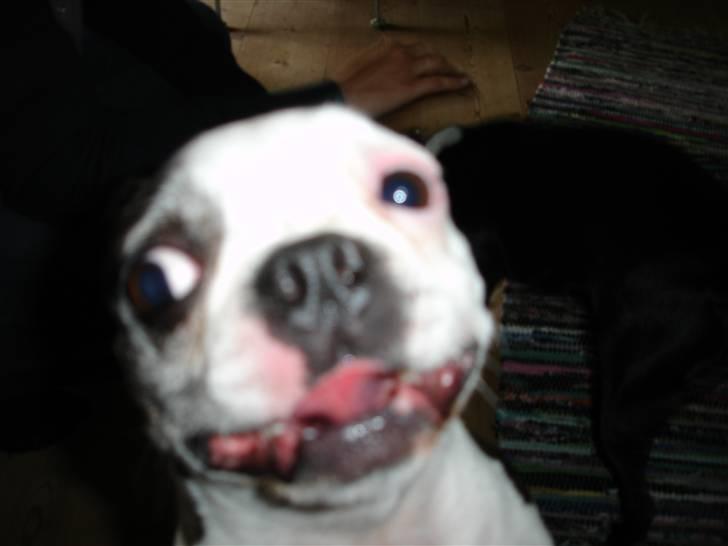 Boston terrier Ozzy billede 13