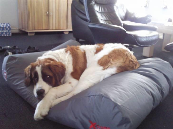 Sankt bernhardshund oswald - har godkendt sin nye seng. billede 9