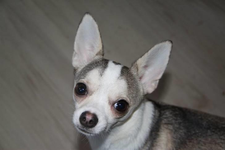 Chihuahua Ravns Cosmo R.I.P - Cosmo,  billede 1