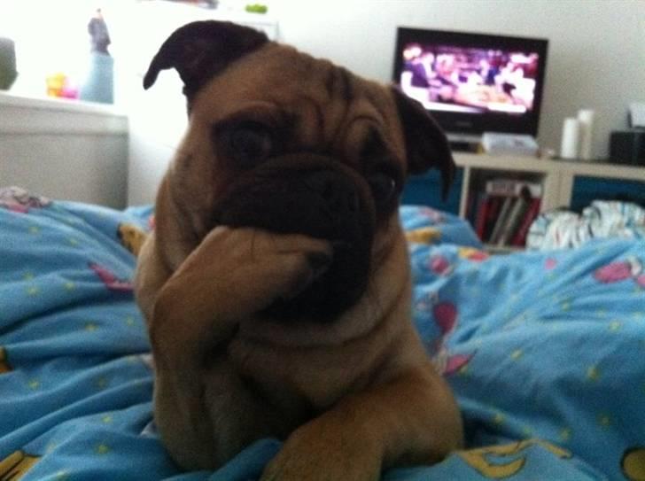 Blanding af racer (mops/griffon) Hugo - Velkommen til Hugos profil :) billede 1