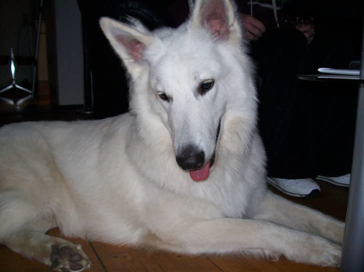 Hvid schæfer Seamus billede 7
