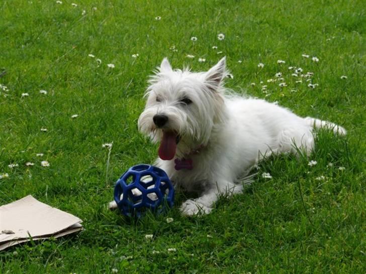 West highland white terrier Mille Rose - Phew det kan altså være hårdt at lege ude i haven hele dagen billede 1