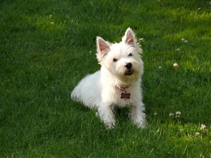 West highland white terrier Mille Rose - Her fyldte jeg 2 år billede 2