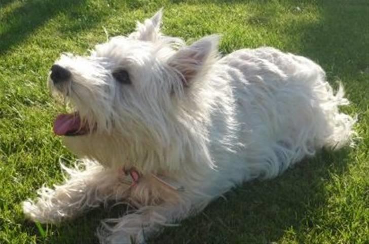 West highland white terrier Mille Rose billede 3