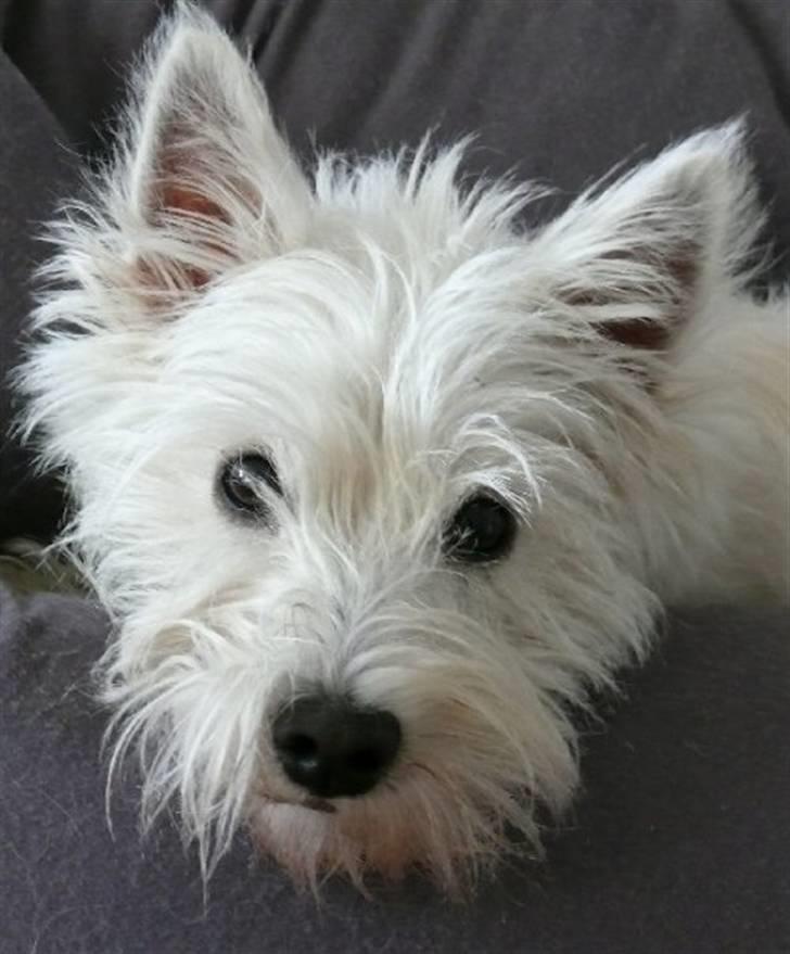 West highland white terrier Mille Rose - Tog lige mit pas billede ;-) billede 4