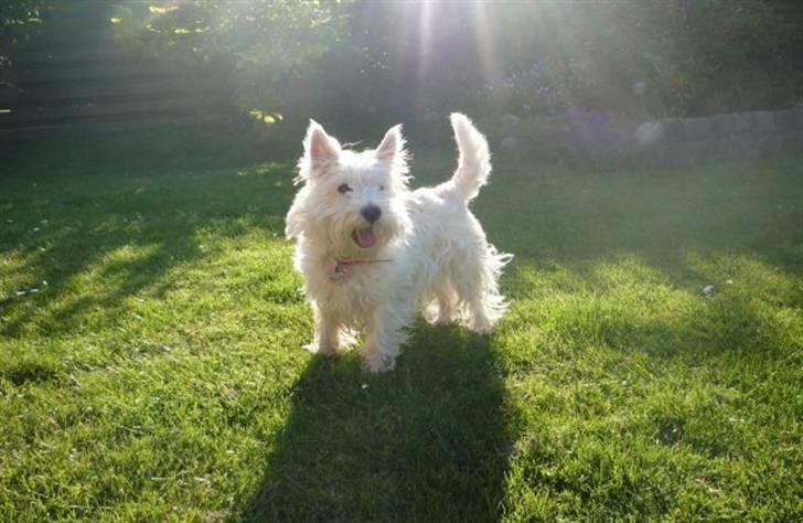 West highland white terrier Mille Rose - Jeg er en ægte solstråle billede 5