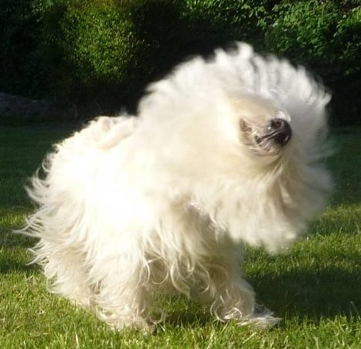 West highland white terrier Mille Rose - Shake it shake it... Jeg er en puddel!! billede 6