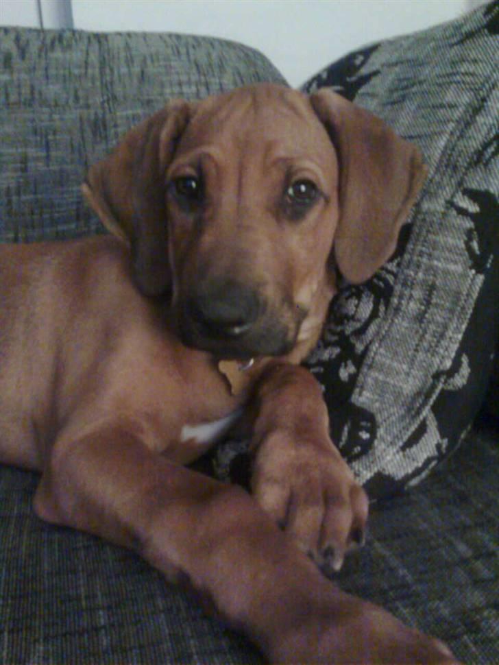 Rhodesian ridgeback Basko billede 10