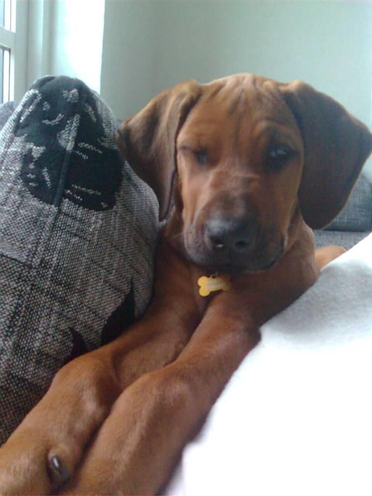 Rhodesian ridgeback Basko billede 11