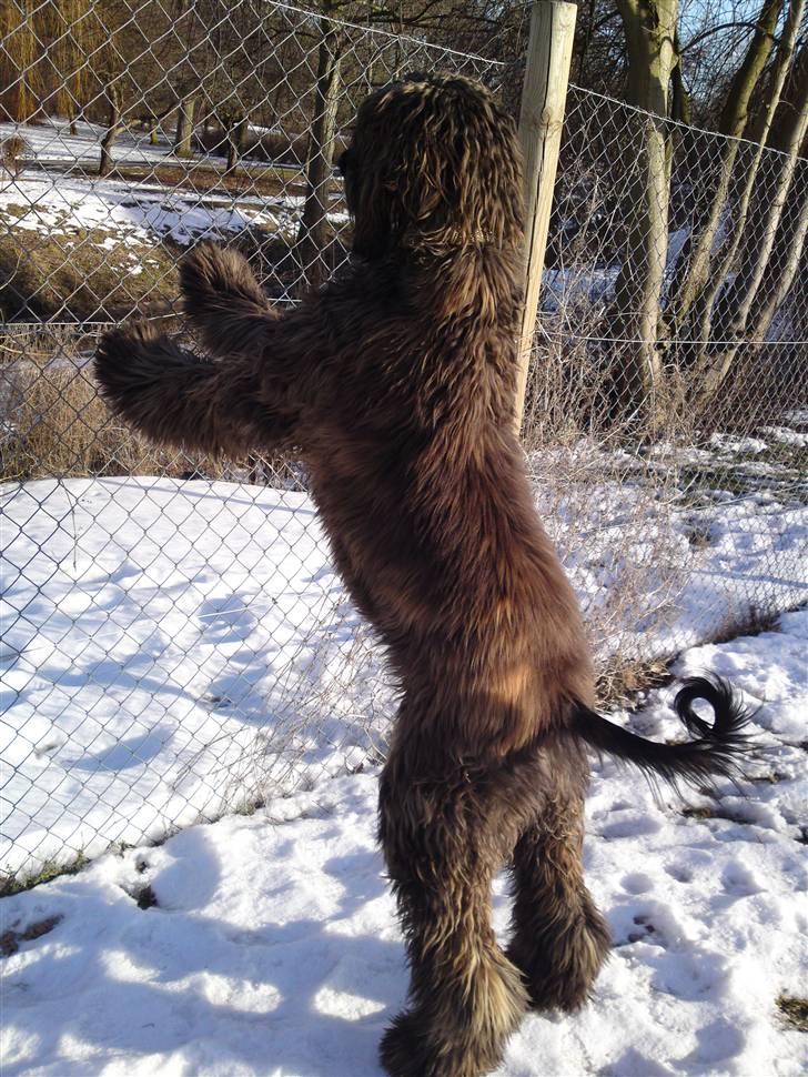 Afghansk mynde Jackson - Hundevenner i parken? billede 16