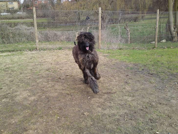 Afghansk mynde Jackson billede 17