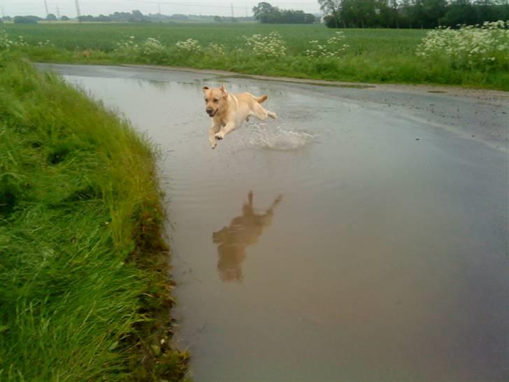 Labrador retriever Taslas Tomboy SÆLGES billede 17
