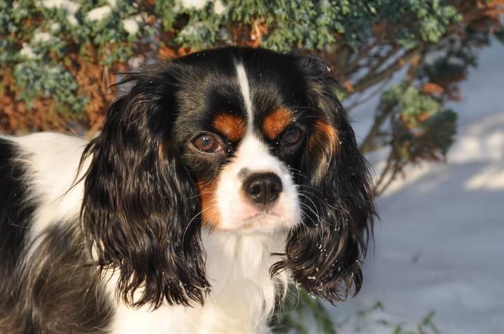 Cavalier king charles spaniel Cuba billede 4