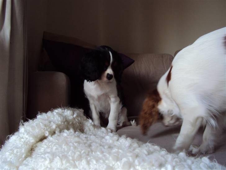 Cavalier king charles spaniel Cuba billede 10