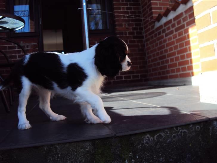 Cavalier king charles spaniel Cuba billede 12
