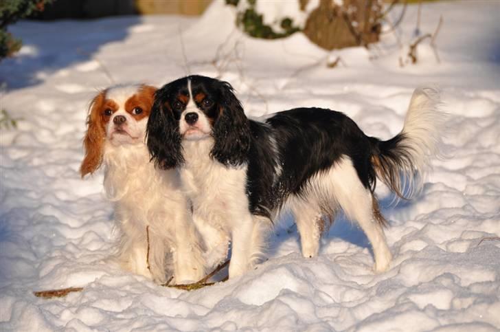 Cavalier king charles spaniel Cuba billede 13