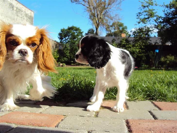 Cavalier king charles spaniel Cuba billede 14