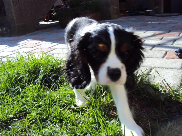 Cavalier king charles spaniel Cuba billede 15