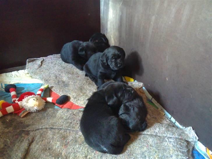 Labrador retriever Charlie - Legetid :-) billede 7