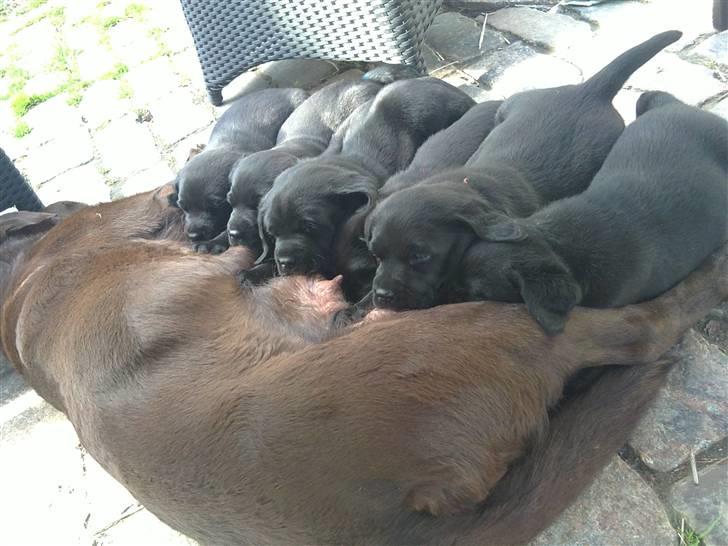 Labrador retriever Charlie - Så skal der spises. billede 8