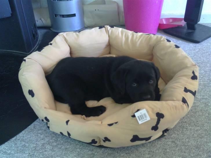 Labrador retriever Charlie - Charlie 6 uger. billede 9