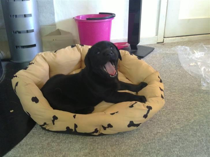 Labrador retriever Charlie - Charlie på hans første hjemmebesøg. billede 10