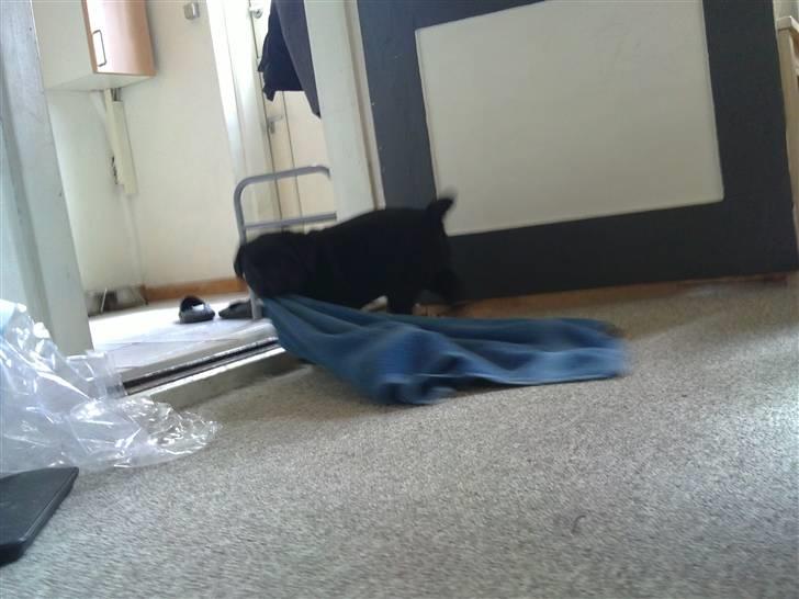 Labrador retriever Charlie - Charlie der stikker af med Joeys håndklæde til poterne. billede 11