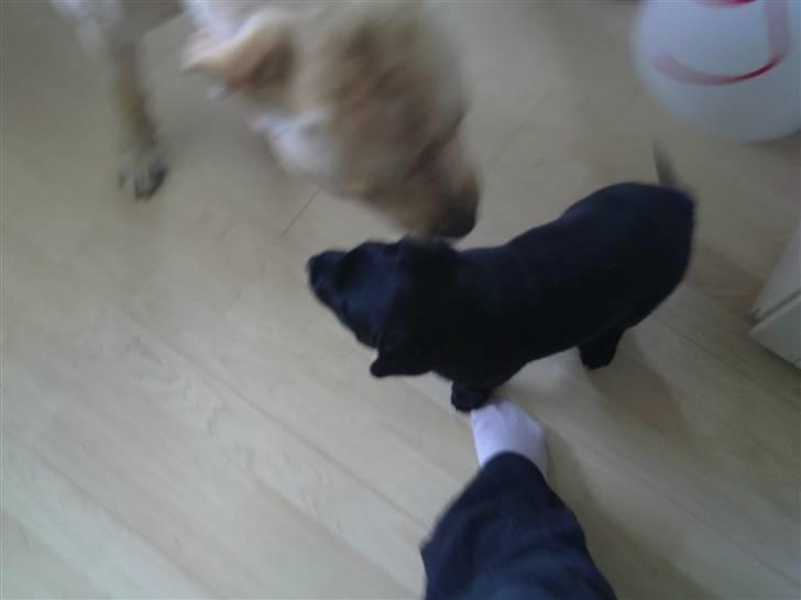 Labrador retriever Charlie - Joey og Charlies første møde. billede 12