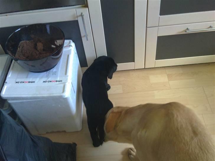 Labrador retriever Charlie billede 13