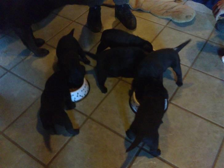 Labrador retriever Charlie - Hundemad :-) billede 14