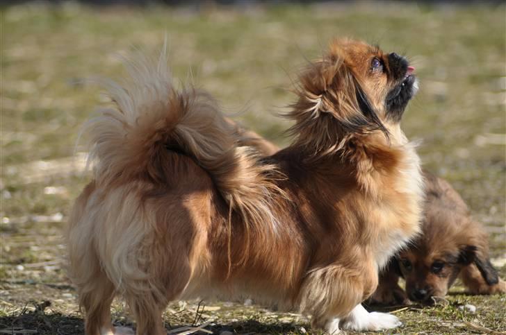 Pekingeser Pinky billede 1
