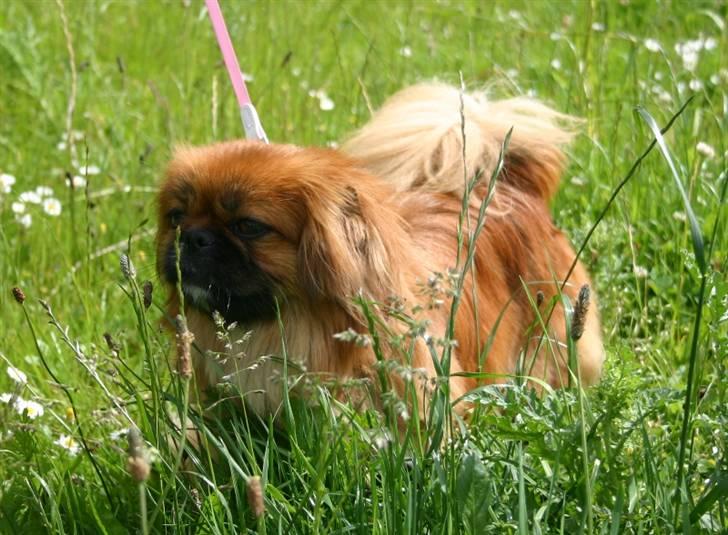 Pekingeser Pinky billede 2