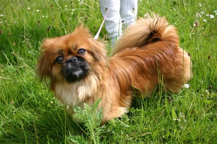 Pekingeser Pinky billede 3