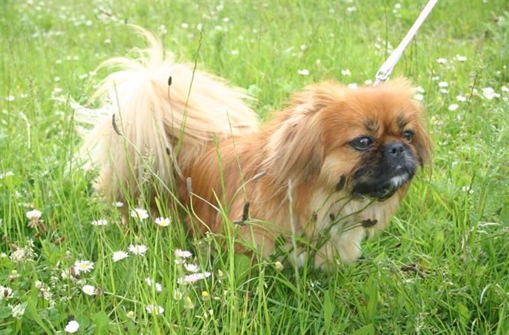 Pekingeser Pinky billede 4