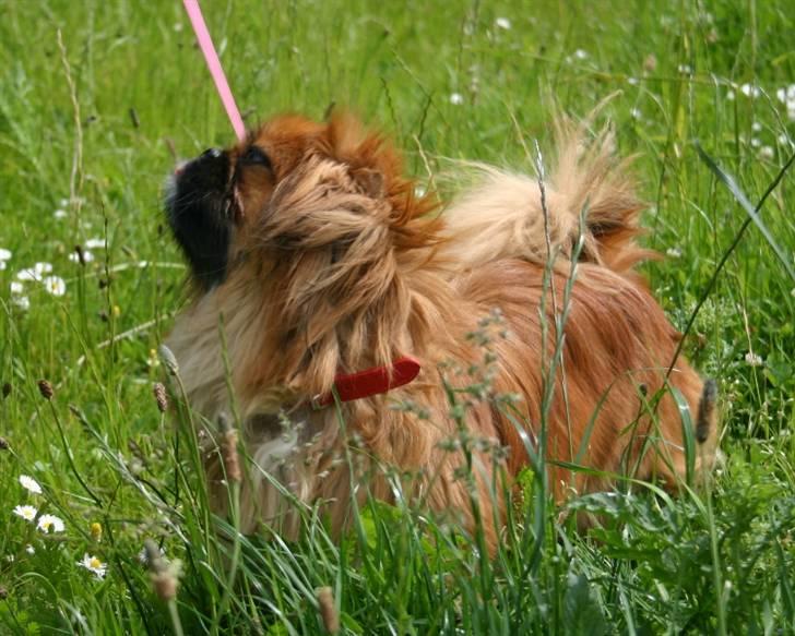 Pekingeser Pinky billede 5