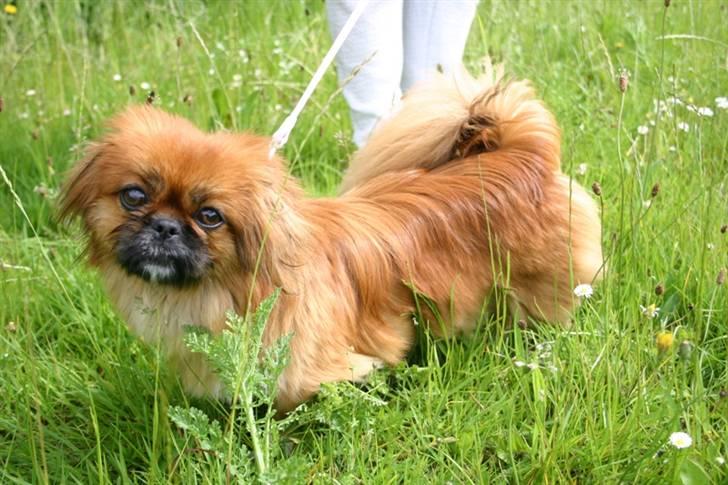 Pekingeser Pinky billede 6