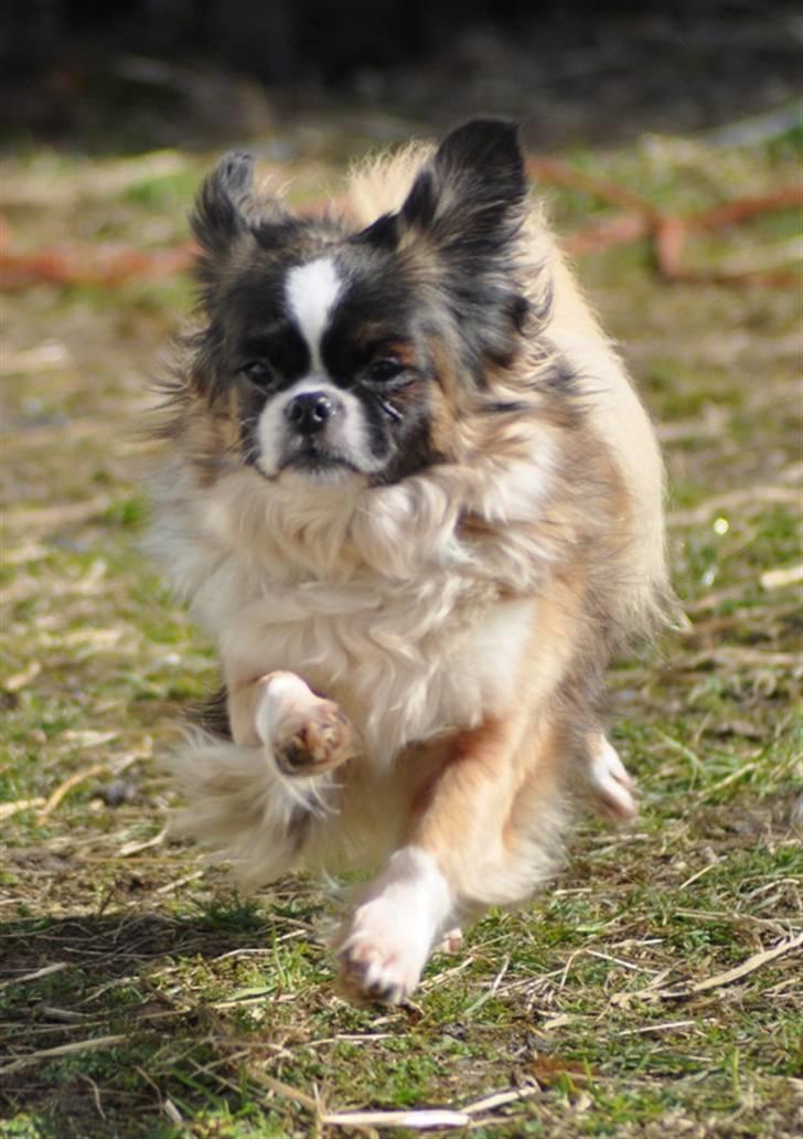 Tibetansk spaniel Sussi billede 1