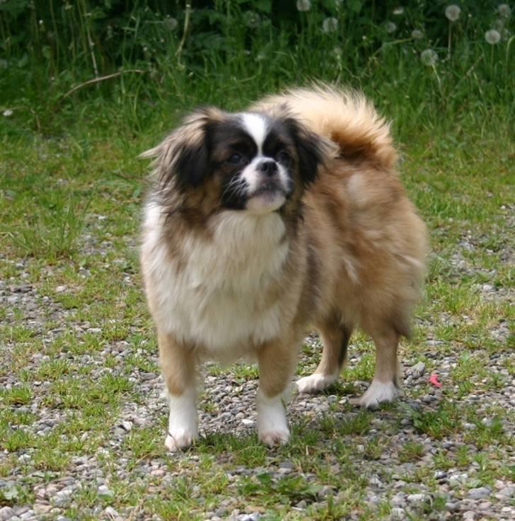 Tibetansk spaniel Sussi billede 2