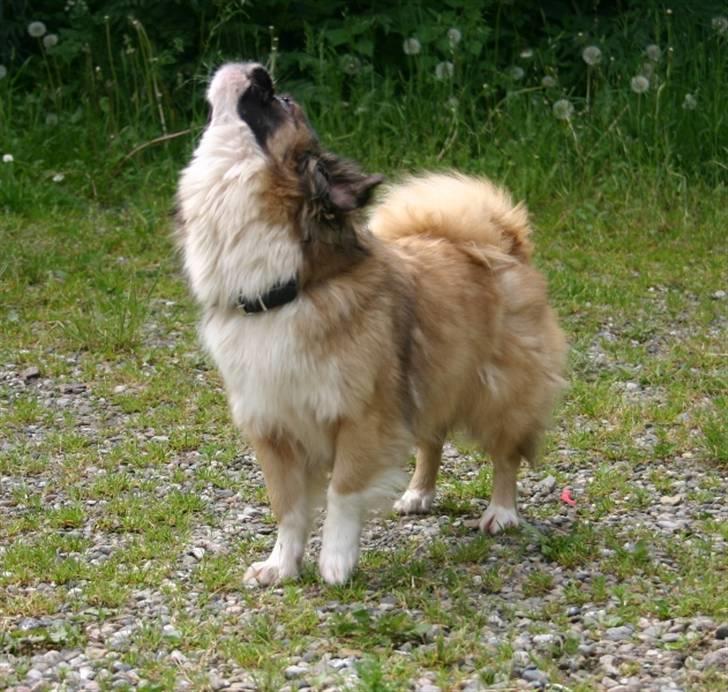 Tibetansk spaniel Sussi billede 3