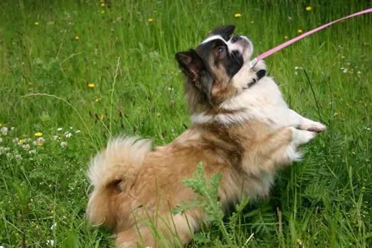 Tibetansk spaniel Sussi billede 4
