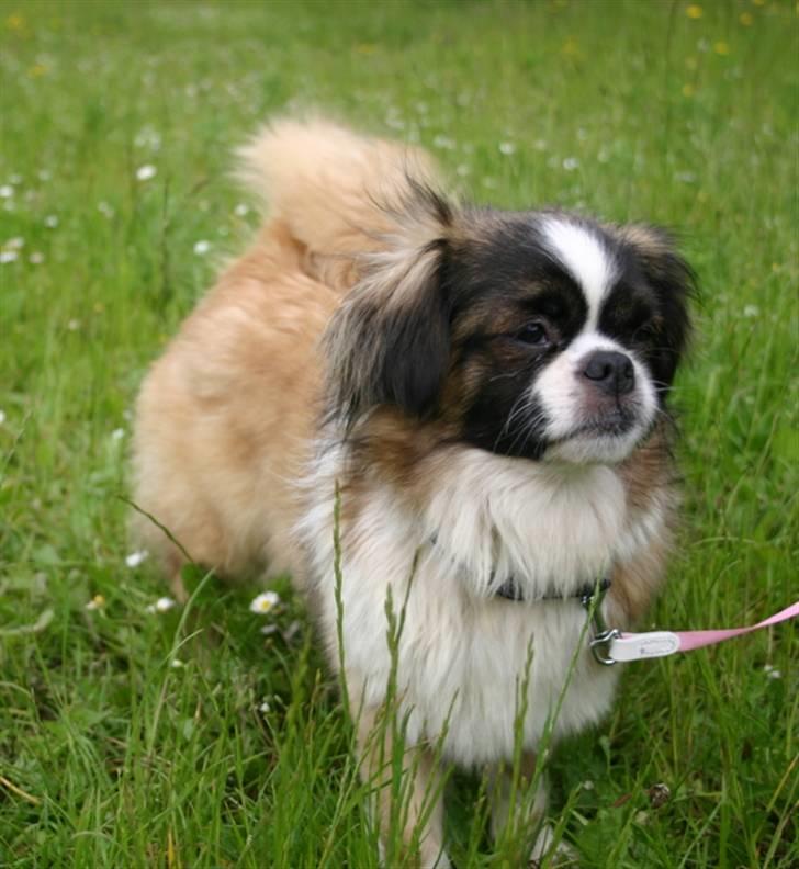 Tibetansk spaniel Sussi billede 5
