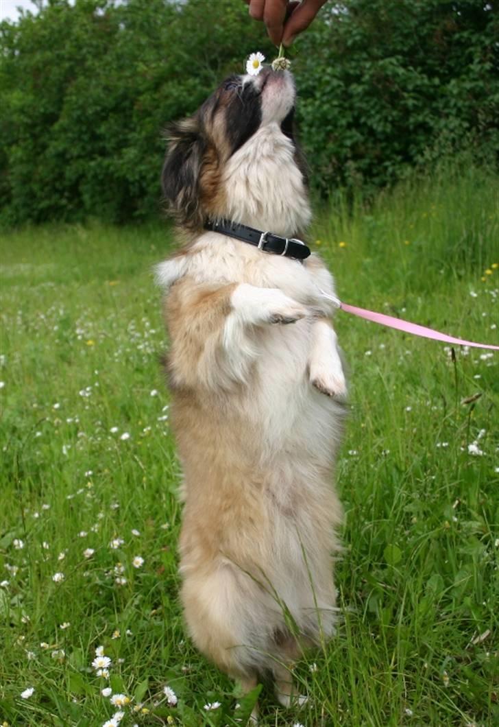 Tibetansk spaniel Sussi billede 6