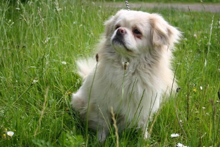 Tibetansk spaniel Zenta Le Roy billede 1