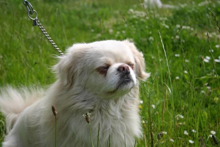 Tibetansk spaniel Zenta Le Roy billede 2